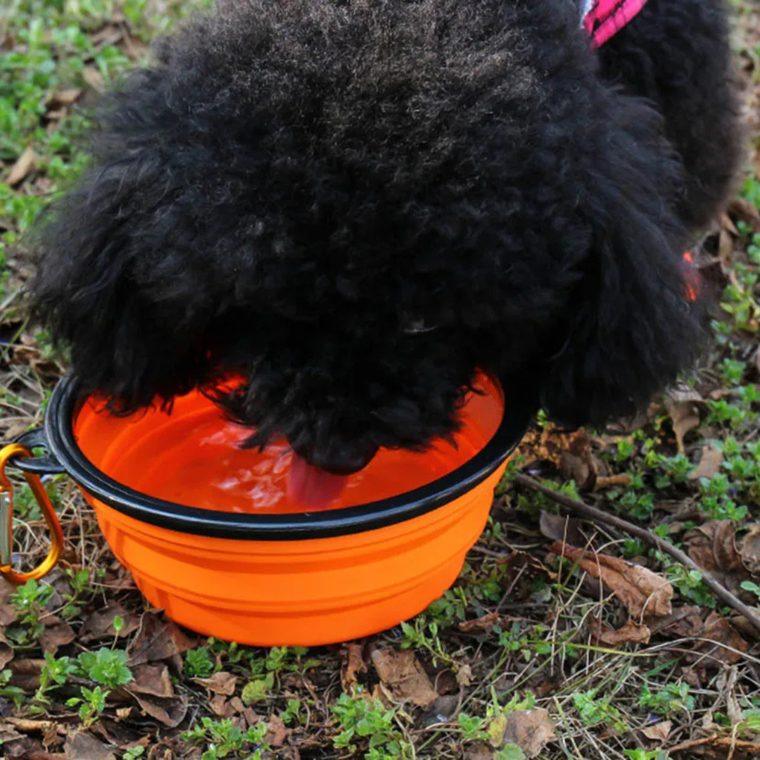 Collapsible Silicone Pet Bowl – Portable Travel Food & Water Bowl for Dogs and Cats