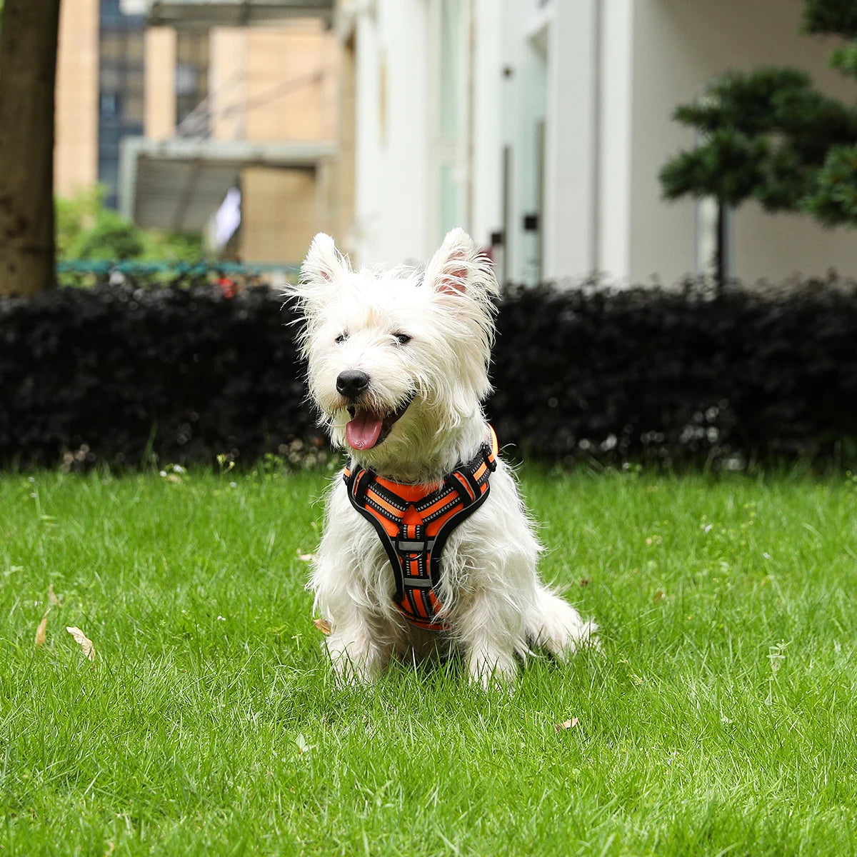Rocky Reflective Dog Harness Adjustable and lightweight
