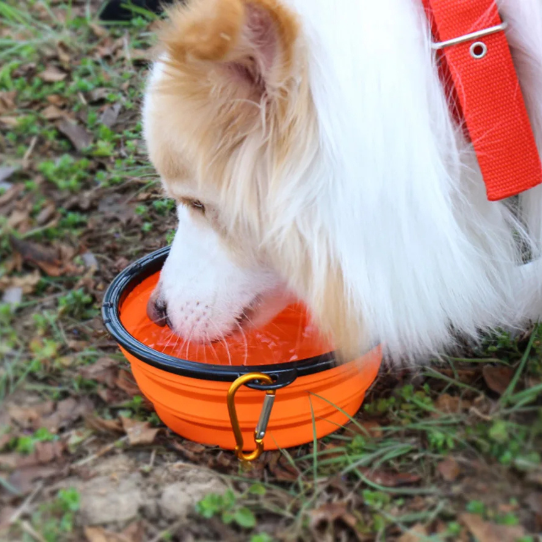 Collapsible Silicone Pet Bowl – Portable Travel Food & Water Bowl for Dogs and Cats