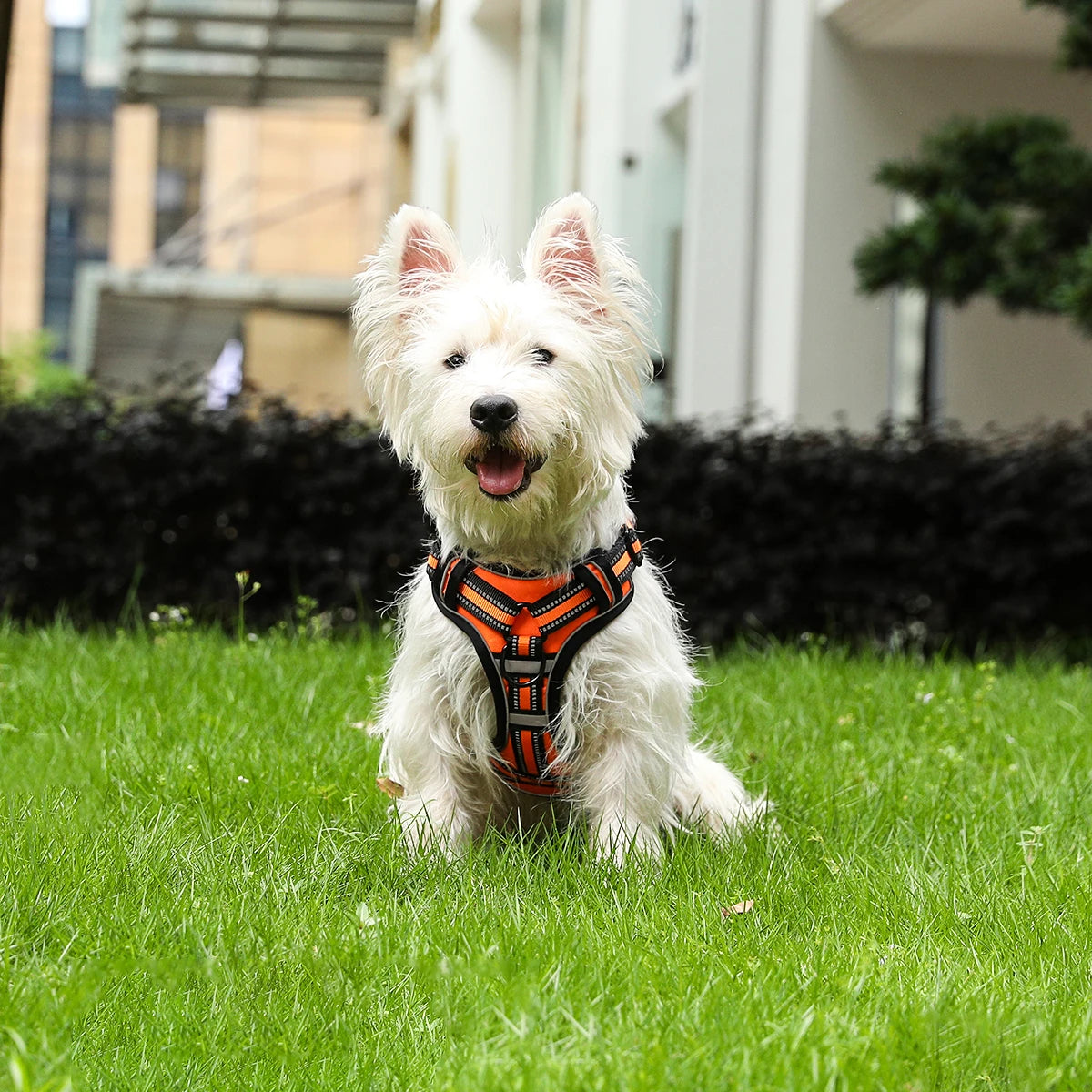Rocky Reflective Dog Harness Adjustable and lightweight