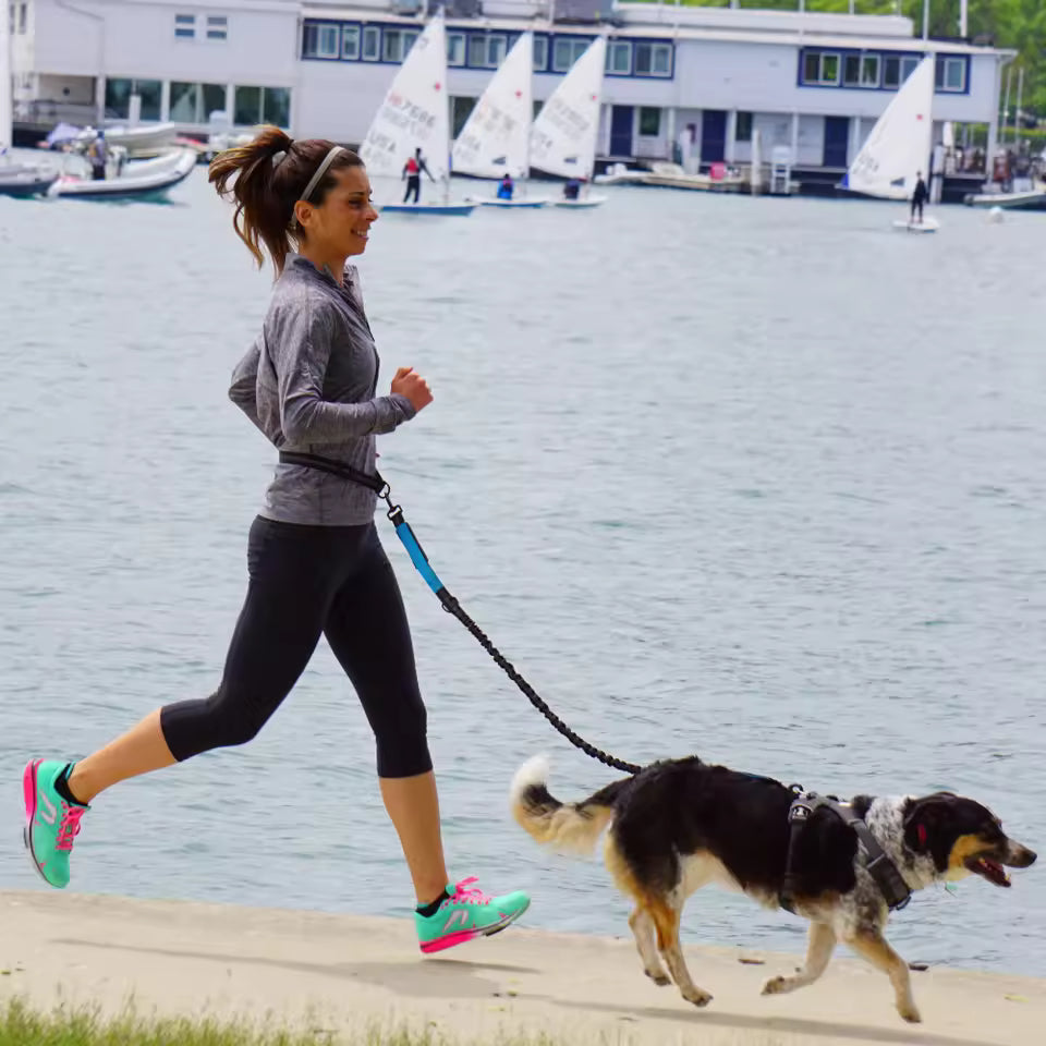 Aven Pro | Hands-free dog leash with waist belt & dual-bungee