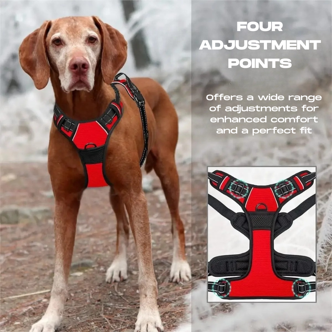 Cooper™ All-Season Dog Harness